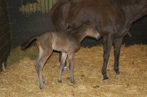 199341_2011373203536_245385_n