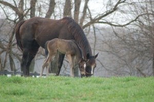 219067_107308279355309_799836_o