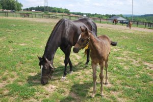 258755_118096504943153_3232526_o