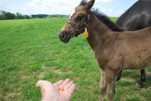 259652_118096201609850_8221566_o