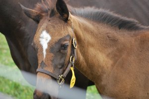 266830_129210180498452_2906786_o