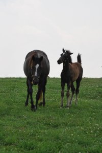 267068_129210107165126_6463152_o