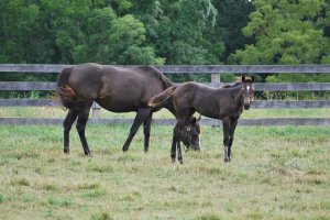 271958_138584489561021_5177461_o